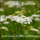 Organic yarrow loose tea for digestion, circulation, and inflammation