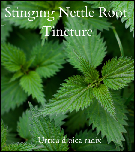 Stinging nettle root tincture for urinary problems, prostate health etc.