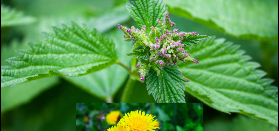 Shop for detox organic loose teas and tinctures here.